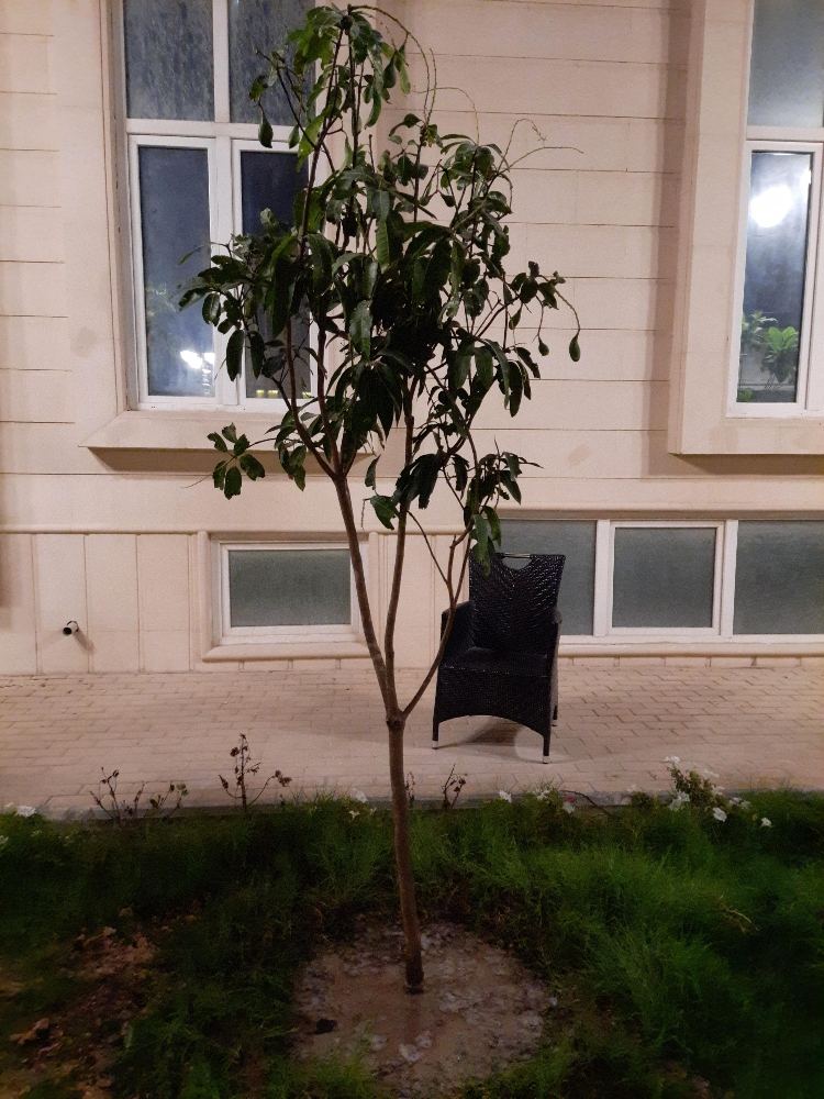 اشجار مثمرة - 4