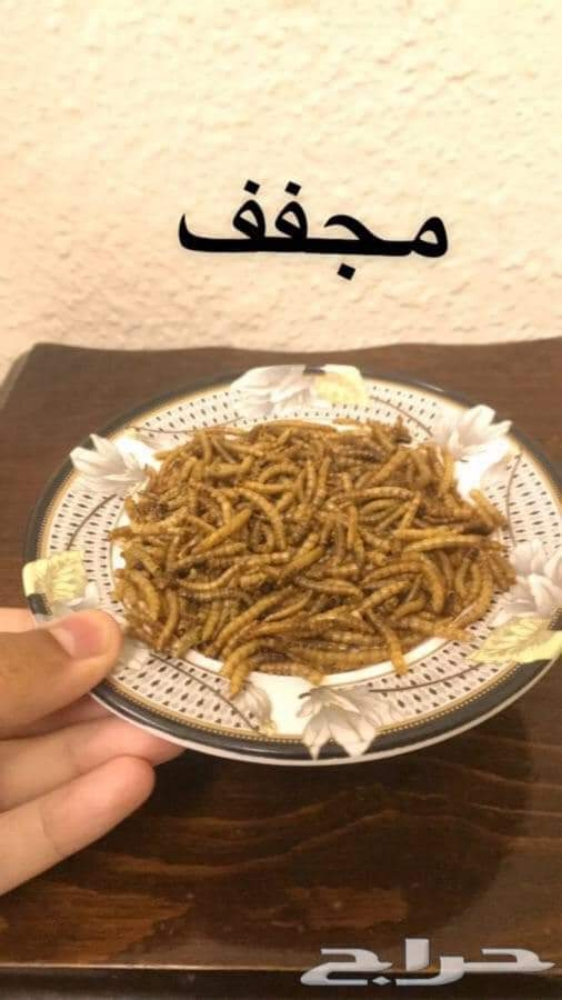 بروتين عتل  طيور - 1