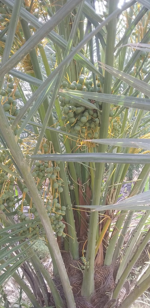 زراعه النخيل - 7