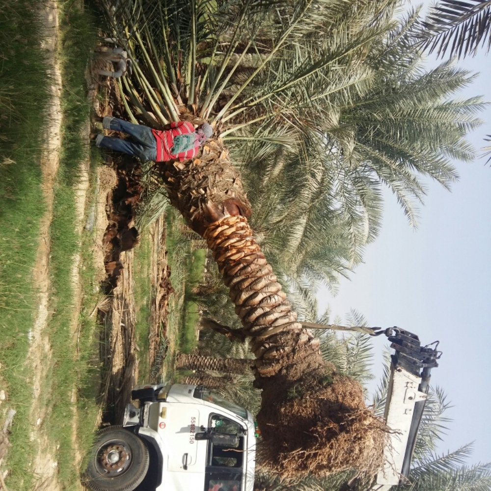 زراعه النخيل - 5