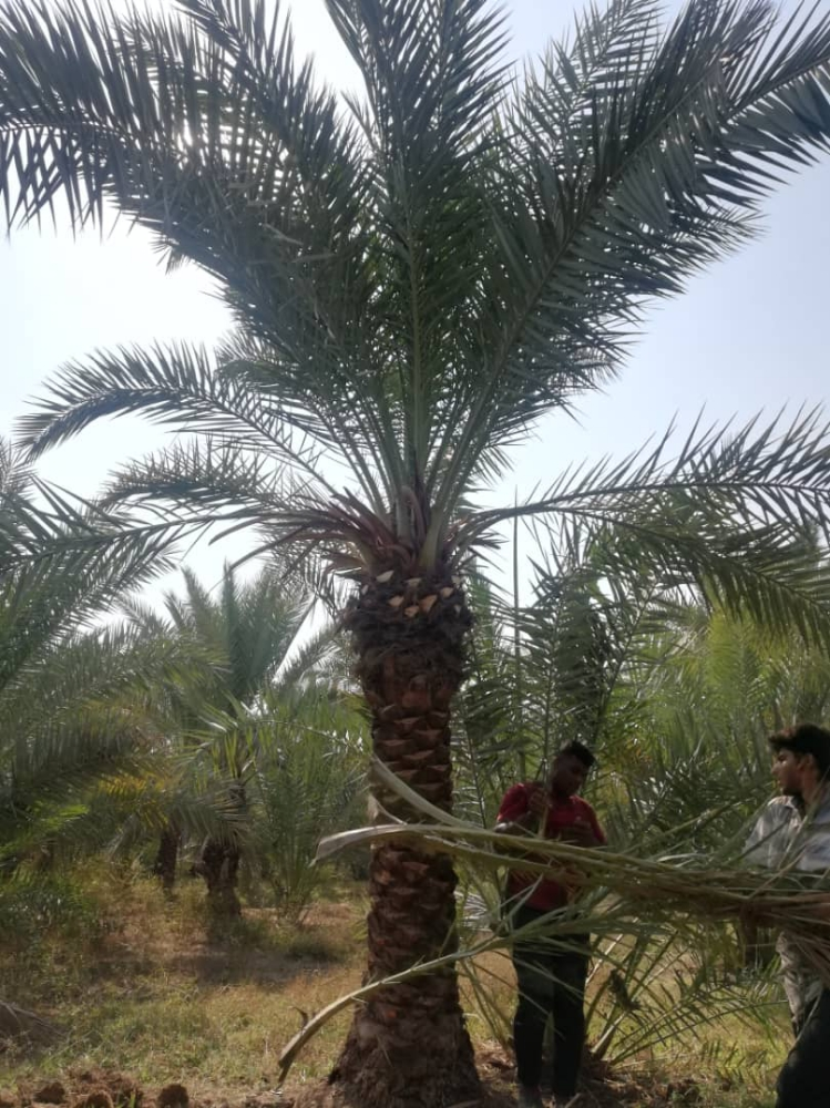 زراعه النخيل - 1