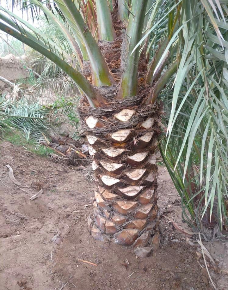 زراعه النخيل - 3