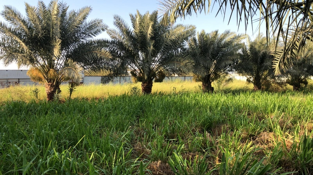 اشجار مثمرة - 6