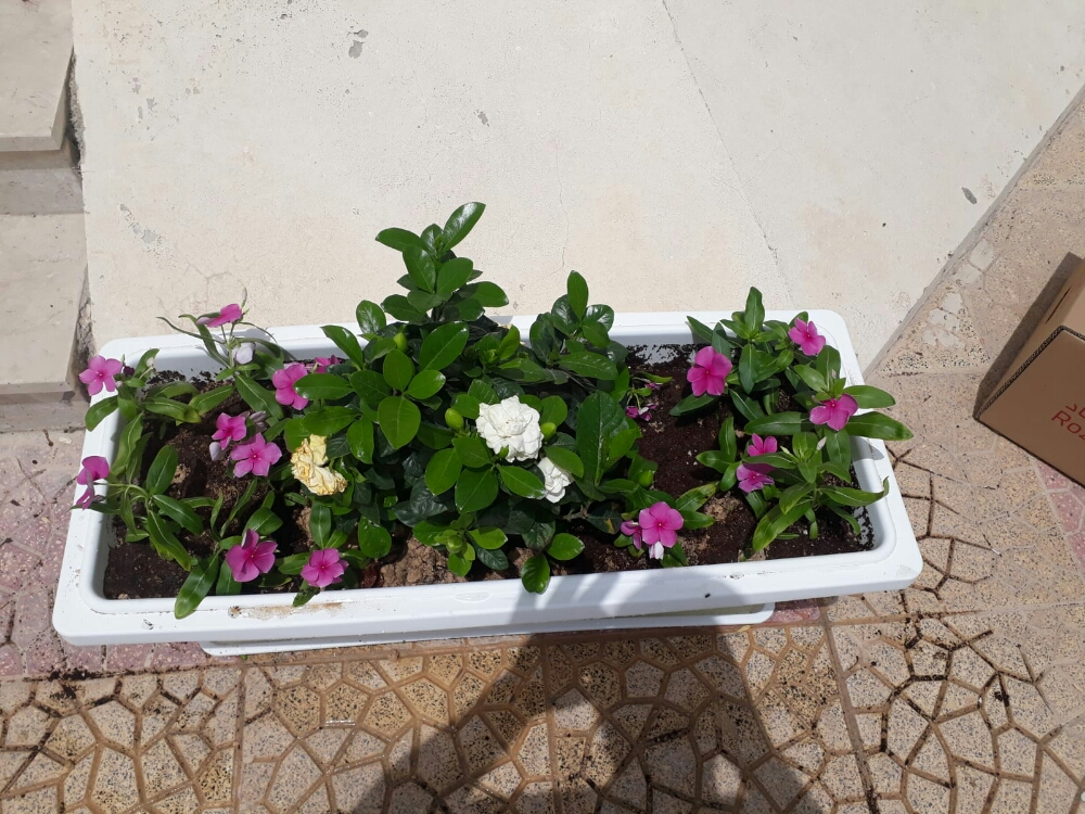 قصايص - 4
