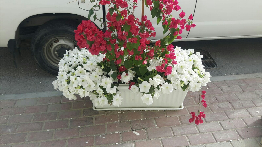 قصايص - 3