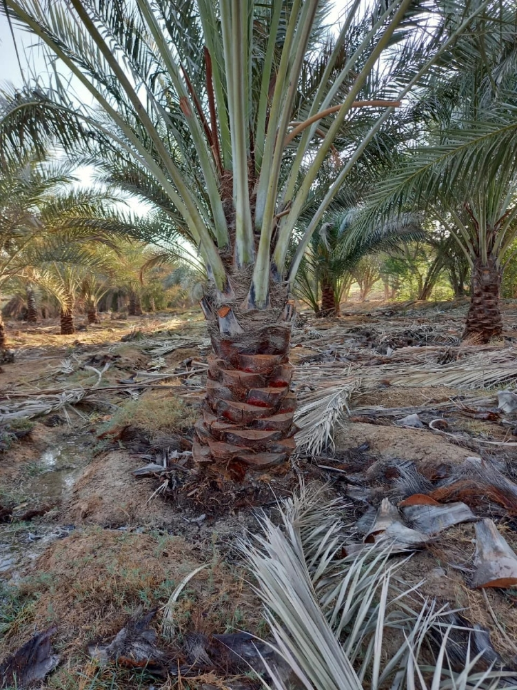 تقريب النخيل - 2