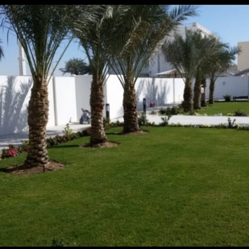 تقريب النخيل - 3