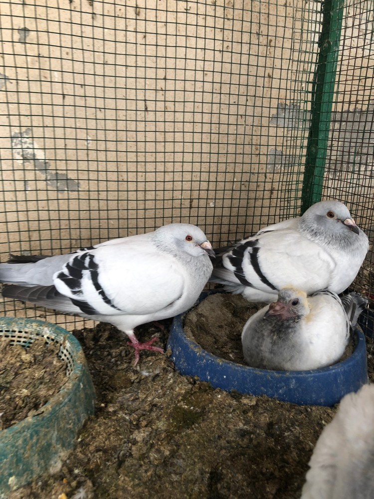 زاجل ايس - 2