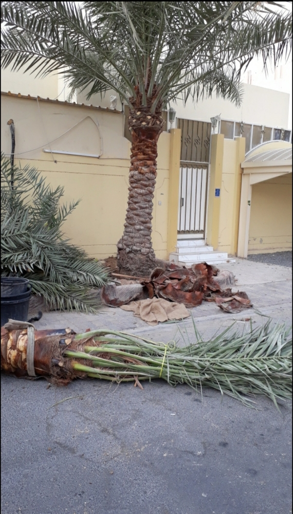 تنظيف وزراعة - 1