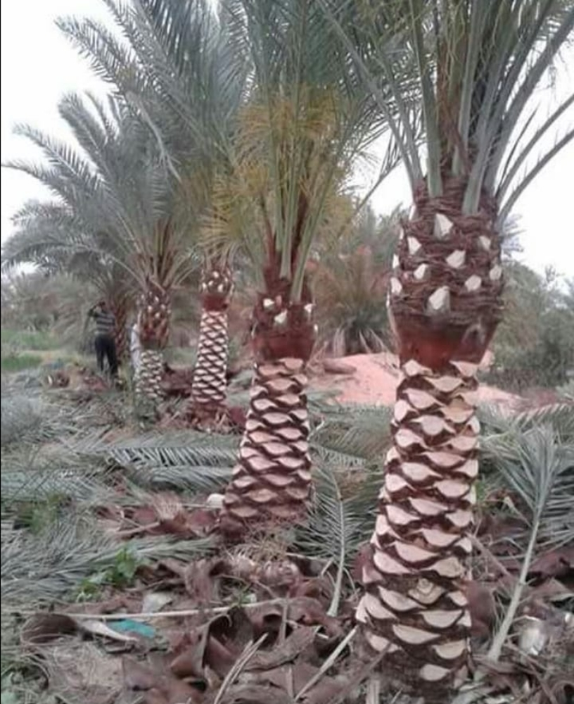 تقريب نخل - 2