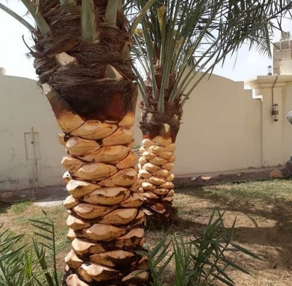 تقريب نخل - 1