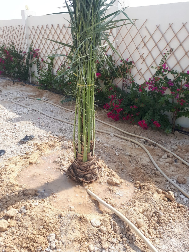 تقريب نخل - 4