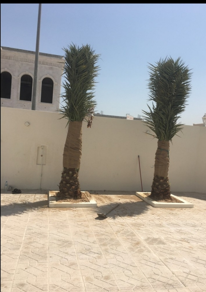 زراعة النخيل المثمر والزينة  - 1