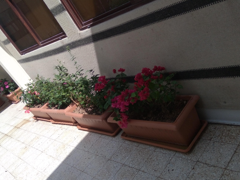 منسق ومصمم حدائق - 4