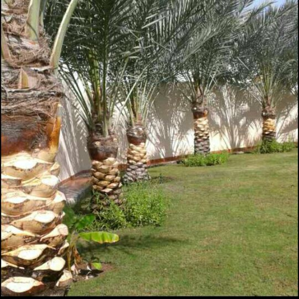 مزارع ومنسق زراعي - 2