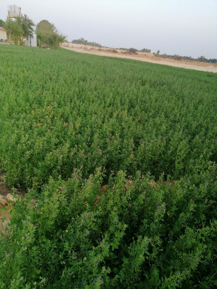 استصلاح المزارع - 4
