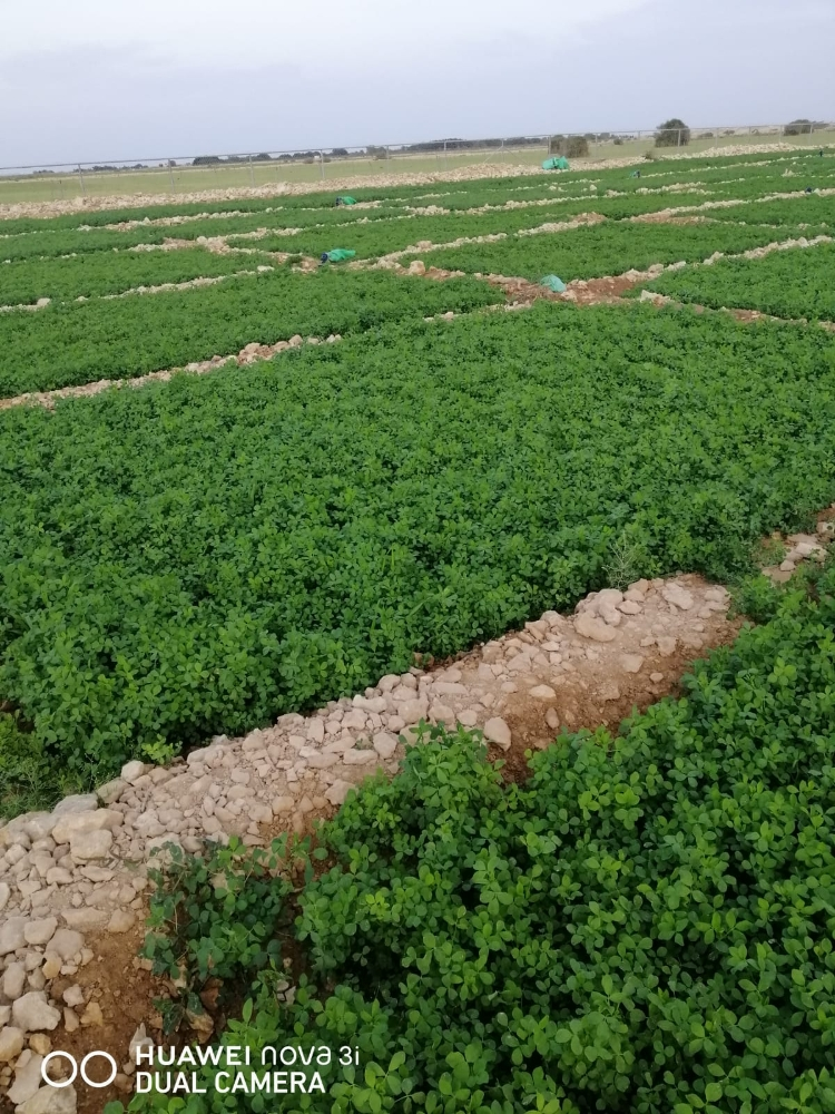 استصلاح المزارع - 2
