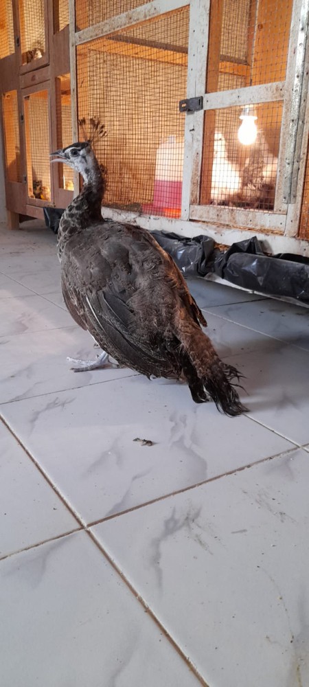 طاووس - 2