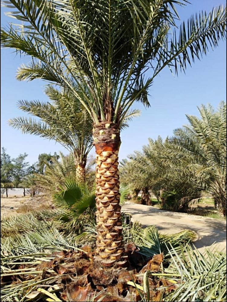 فن ترتيب الحدائق - 4