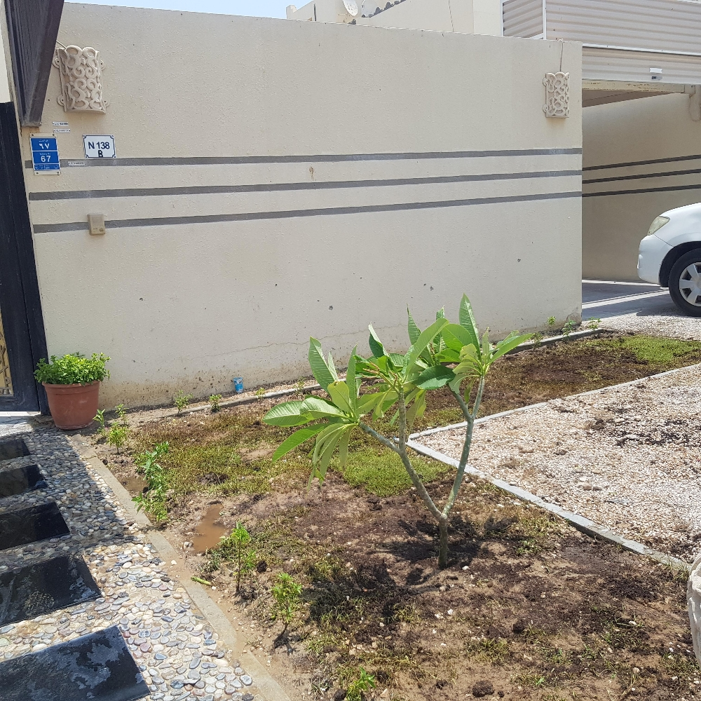 زراعة حدائق المنزل زهور حشيش نخيل مسموم زهور تربة تسميد - 2