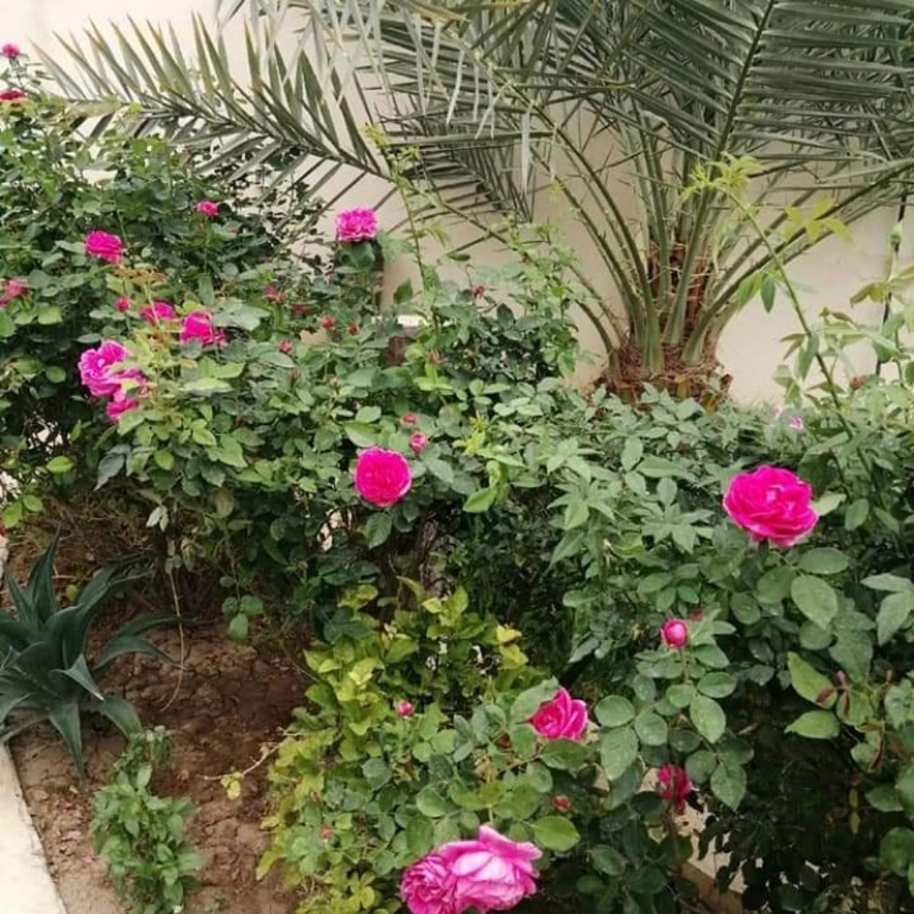 ابو احمد لأعمال الزراعه والديكور - 10