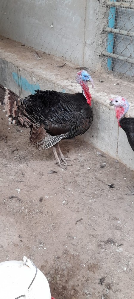 turky  - 2