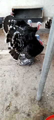 turky  - 5