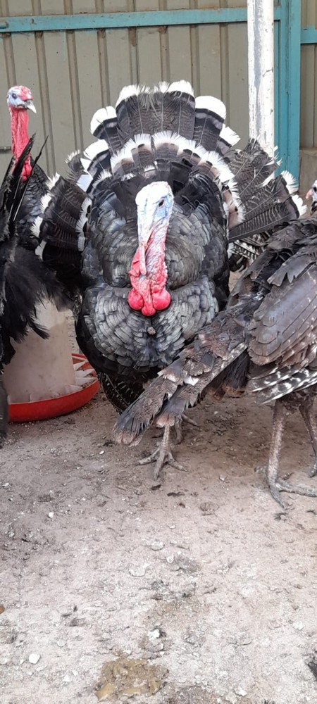 turky  - 4