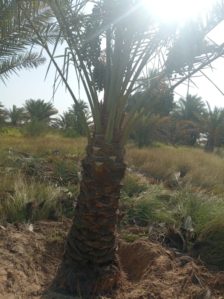 ترتيب وتلقيح النخيل - 1
