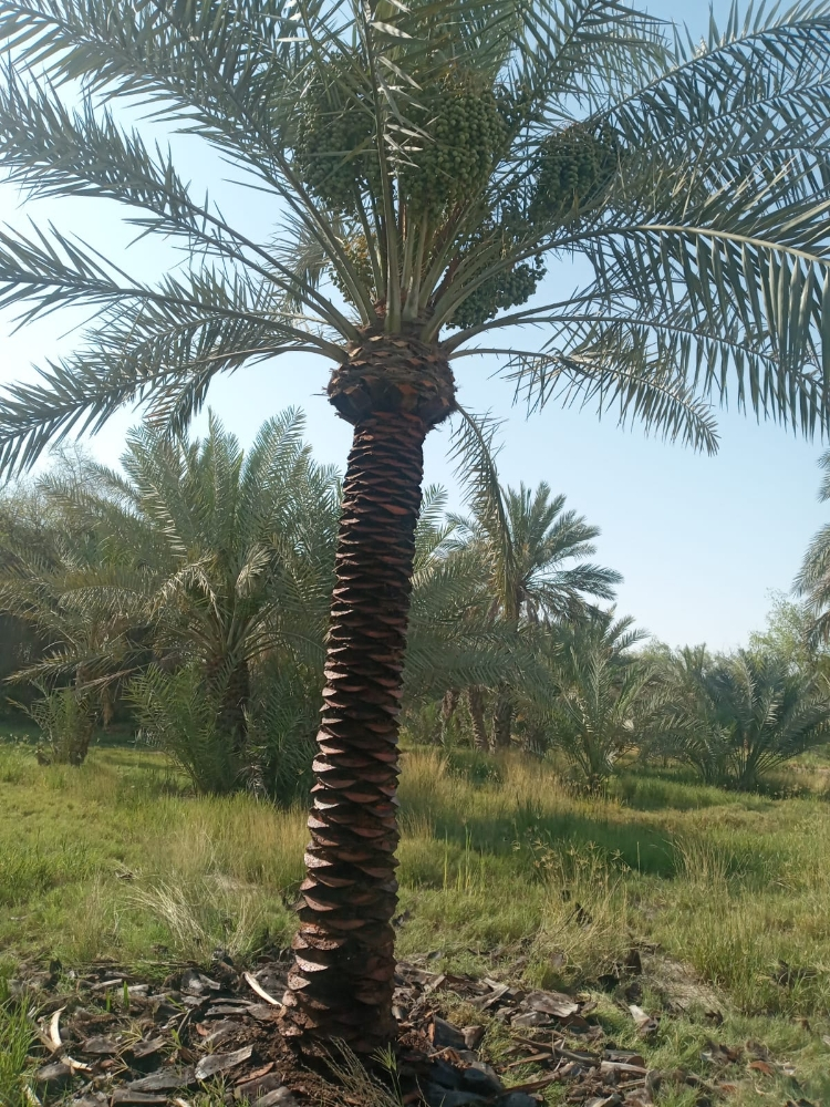 ترتيب وتلقيح النخيل - 5