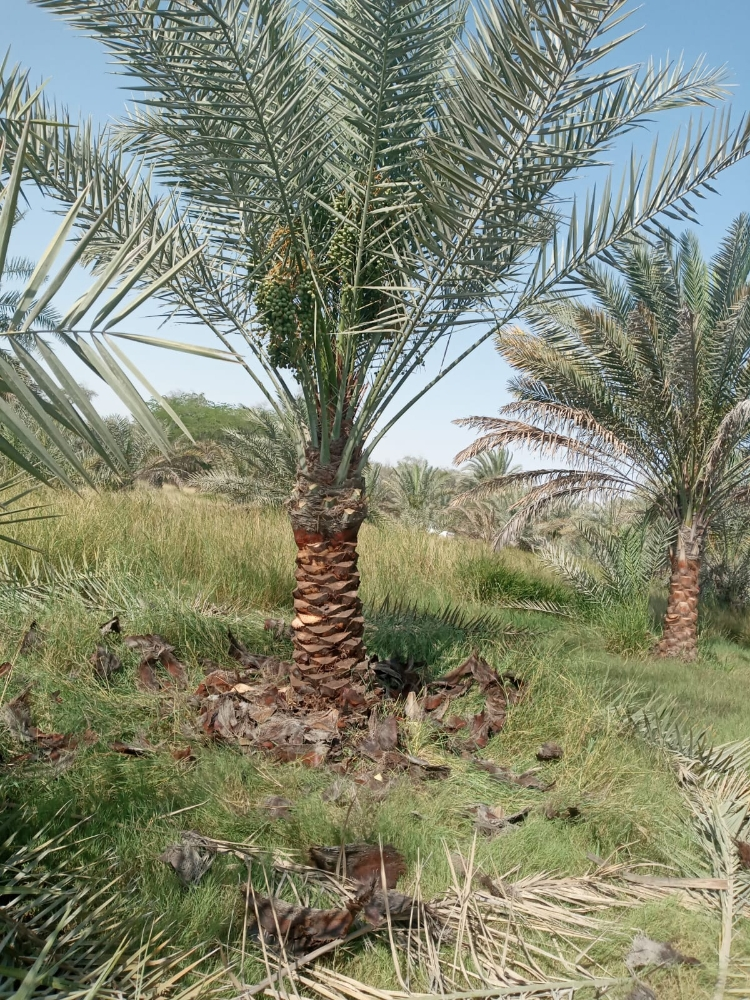 ترتيب وتلقيح النخيل - 2