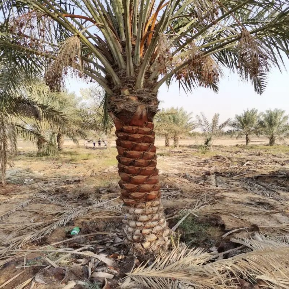 ترتيب وتلقيح النخيل - 4