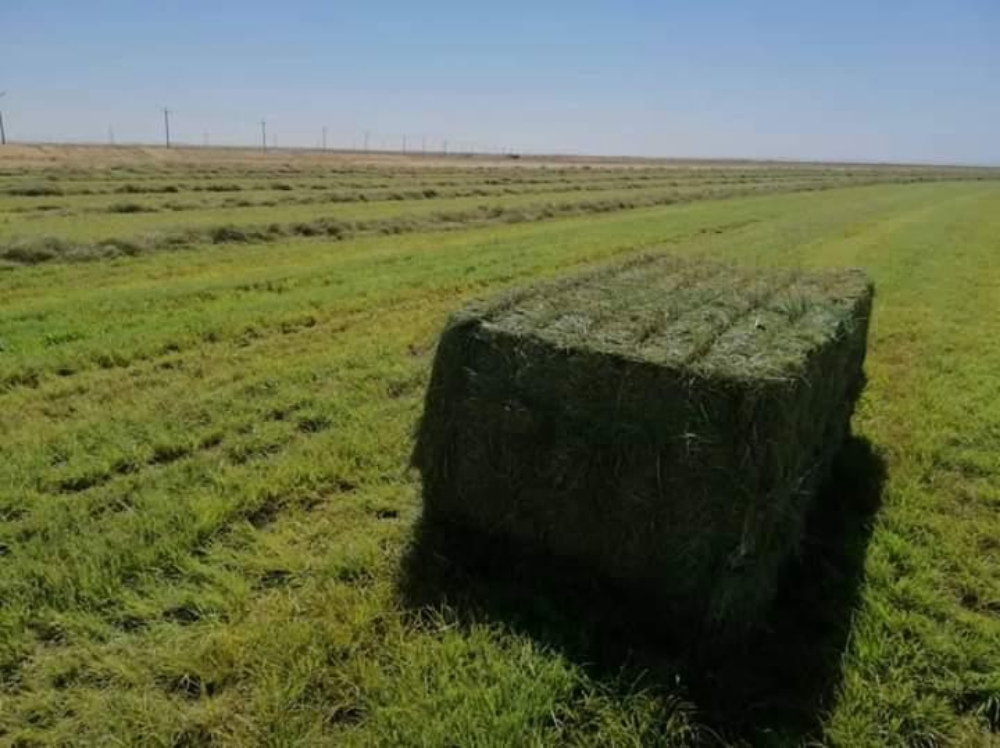 Forages trader  Required - 5