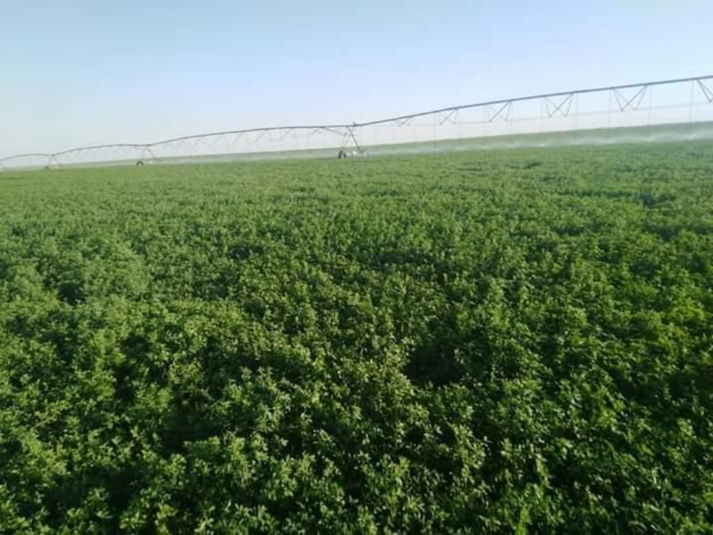Forages trader  Required - 3
