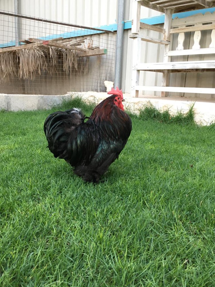 ديك كوشن  - 4