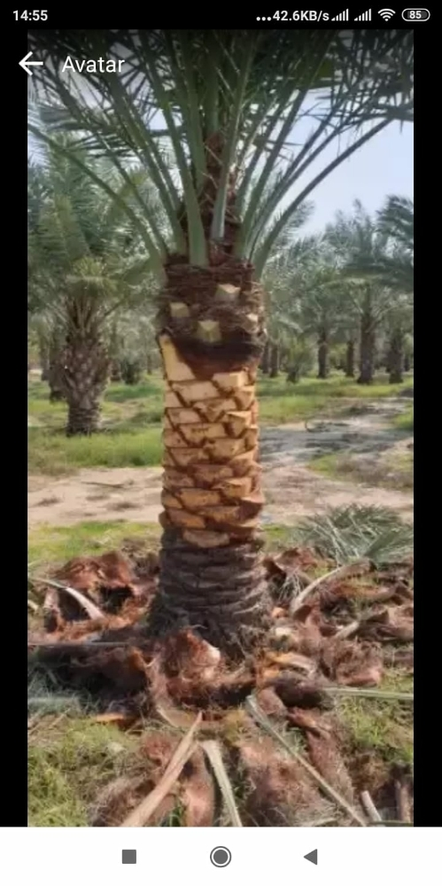 نخل اخلاص - 3