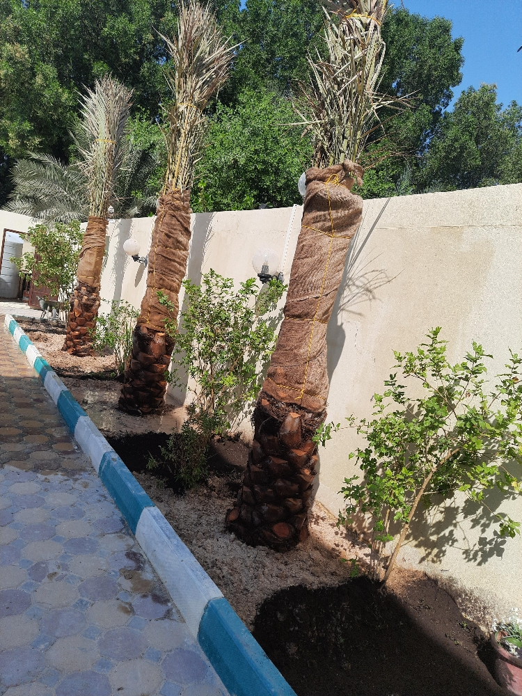 نخل مثمر - 1