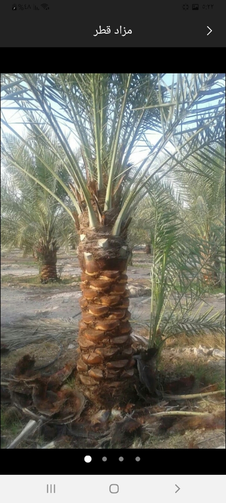 تقارب النخيل واحديق - 2