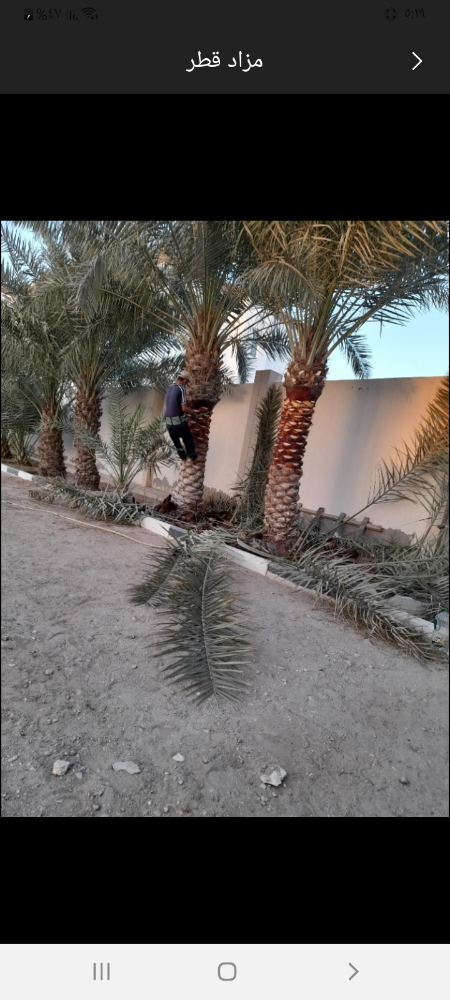 تقارب النخيل واحديق - 1