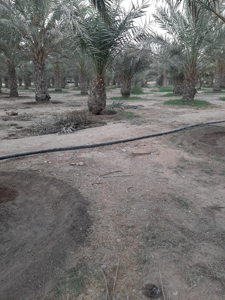 ابوسلطان - 2