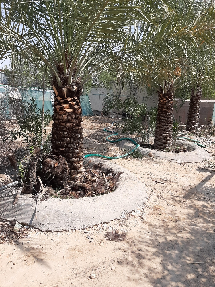 ابوسلطان - 9