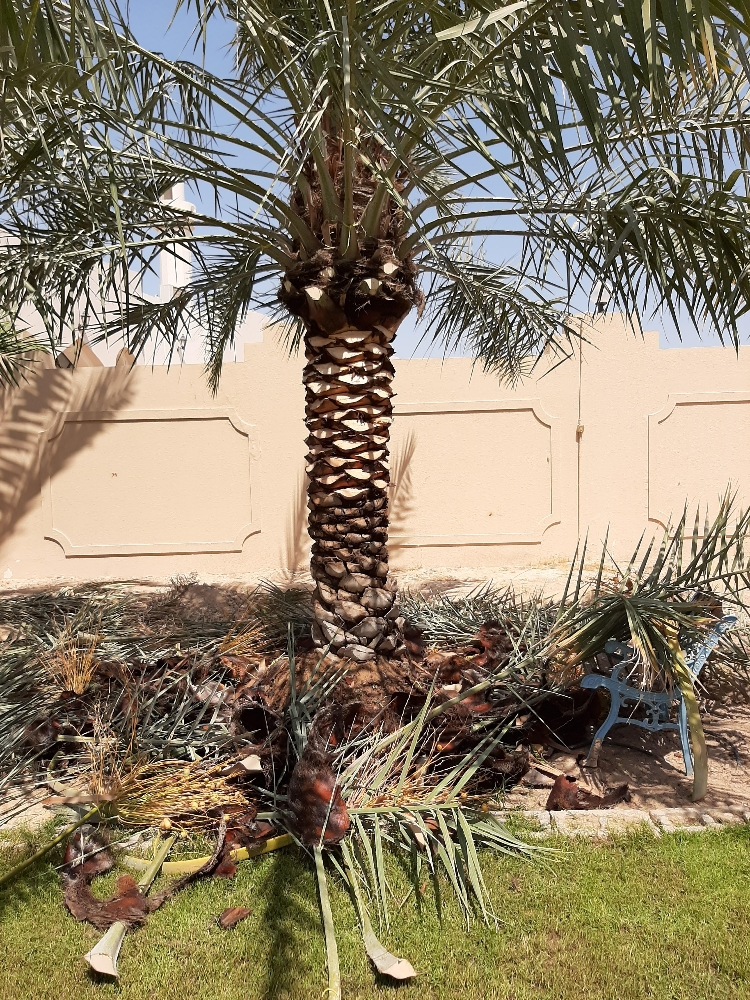 ابوسلطان - 12