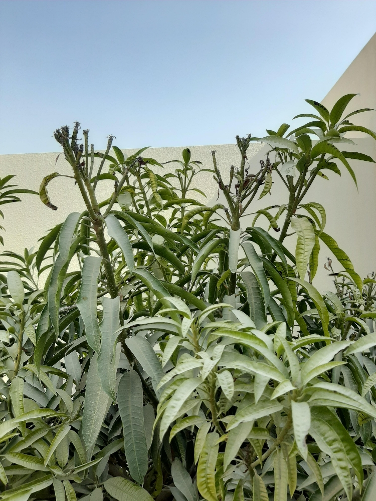 ابوسلطان - 3