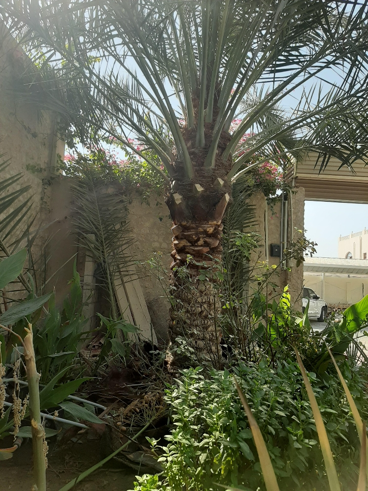 ابوسلطان - 5