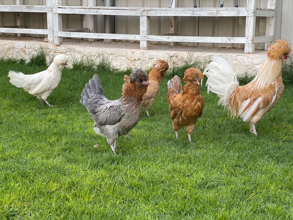 Polish chicken egg - 4