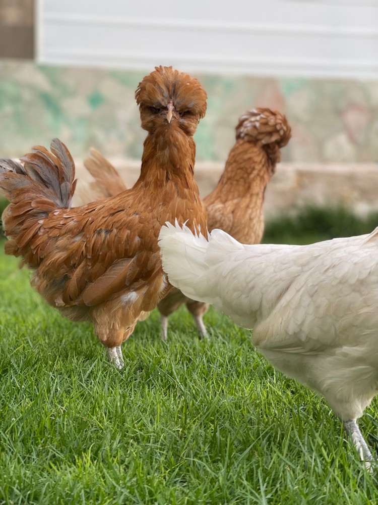 Polish chicken egg - 1