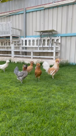 Polish chicken egg - 5