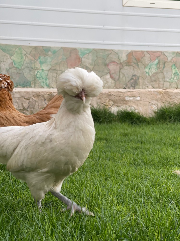 Polish chicken egg - 3