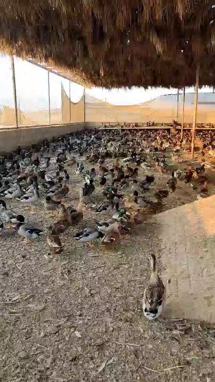 بط طيار - 1