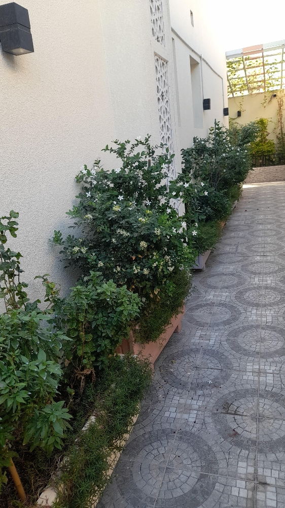 زراعه الورواد - 1